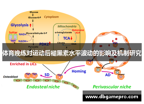 体育晚练对运动后褪黑素水平波动的影响及机制研究